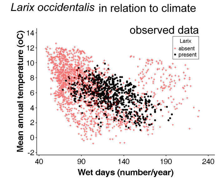 LarixScatter.jpg (52045 bytes)